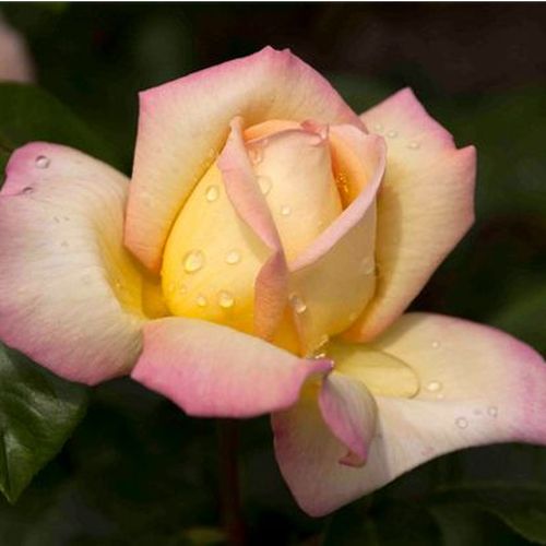 Rosen Online Shop - teehybriden-edelrosen - gelb - rosa - Rosa Rose Aimée™ - stark duftend - Jean-Marie Gaujard - Man kann sie in Gruppen oder in Mischbeete pflanzen.